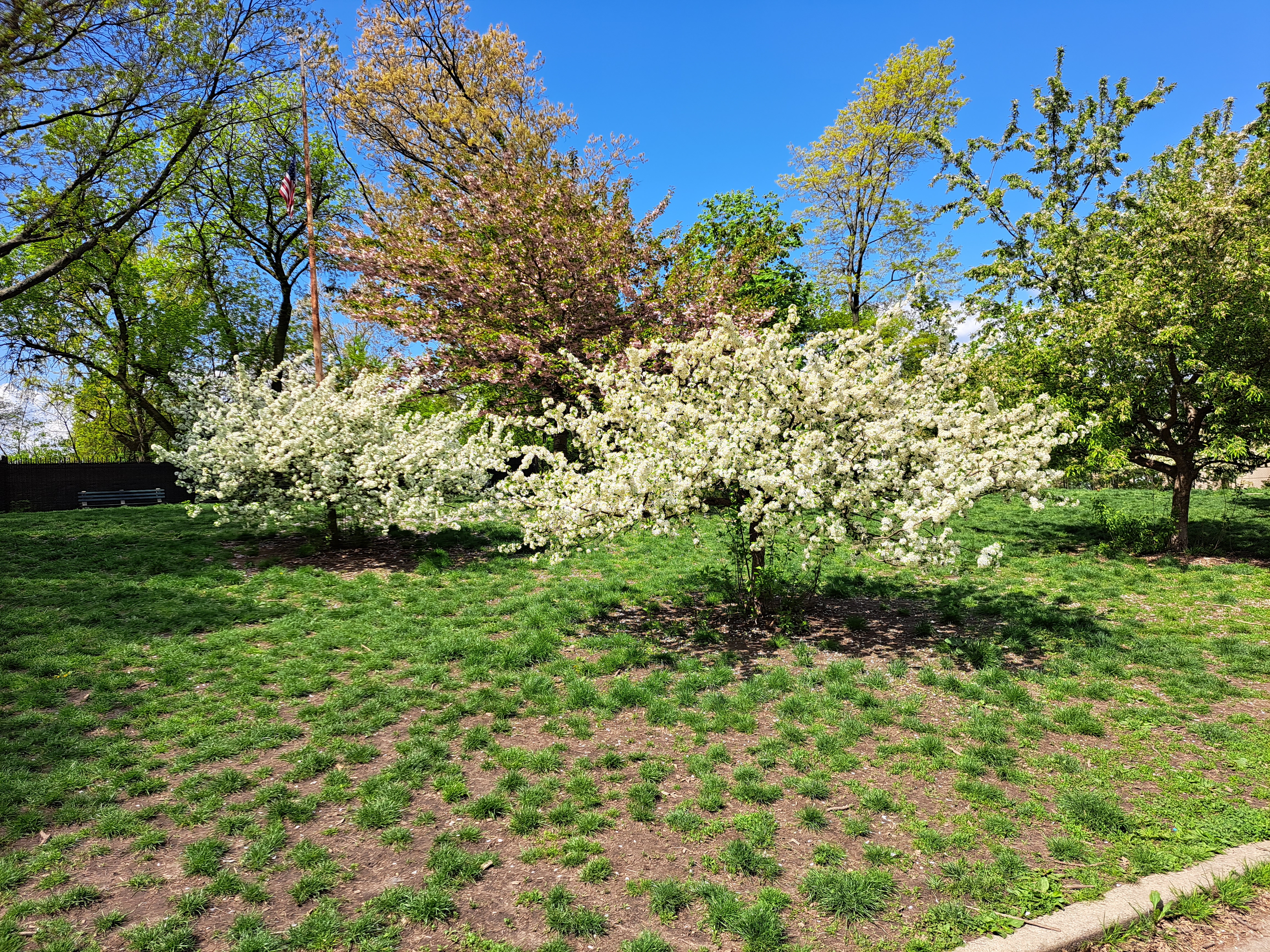 Flowering Trees at Mount Prospect Park